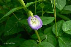 Clitoria biflora
